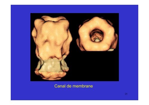 membrane plasmique - Poly-Prepas