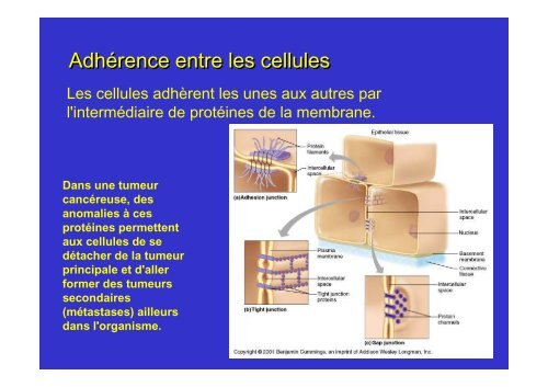 membrane plasmique - Poly-Prepas