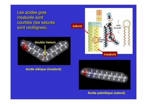 membrane plasmique - Poly-Prepas