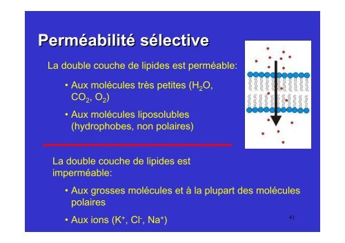 membrane plasmique - Poly-Prepas