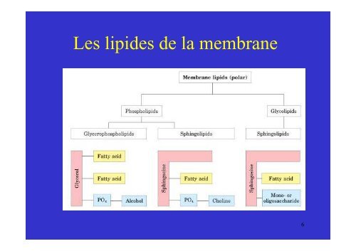 membrane plasmique - Poly-Prepas