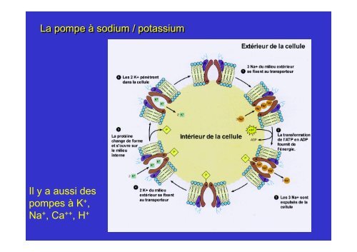 membrane plasmique - Poly-Prepas