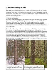 Åldersbestämning av träd - Skogsaktivisten