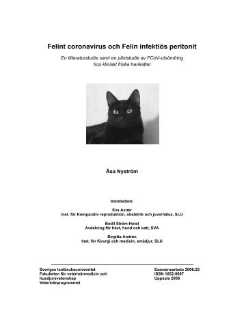 Felint coronavirus och Felin infektiös peritonit - Maine coon-katten