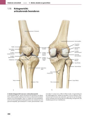 1.16 Kniegewricht: articulerende beenderen