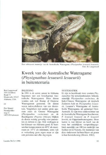 Kweek van de Australische Wateragame (Physignathus ... - Lacerta