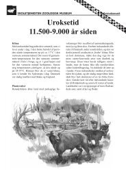 Uroksetid 11.500-9.000 år siden - Skoletjenesten