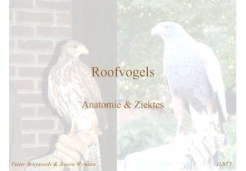 Anatomie vogels