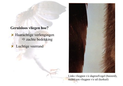 Anatomie vogels