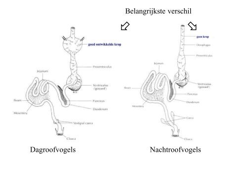 Anatomie vogels