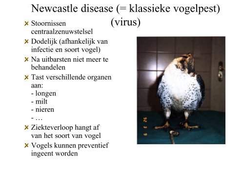 Anatomie vogels