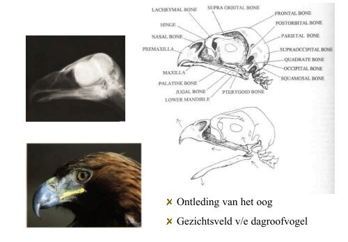 Anatomie vogels