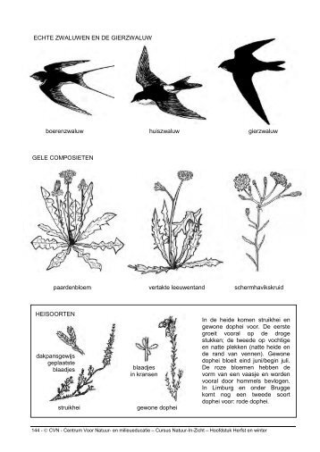 ECHTE ZWALUWEN EN DE GIERZWALUW boerenzwaluw ... - CVN
