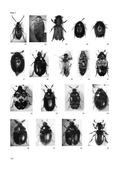 world keys to the genera and subgenera of dermestidae (coleoptera)