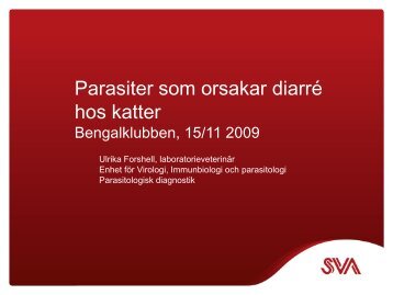 bengalklubben 2009 giveaway (pdf)