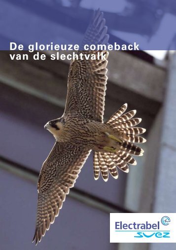 De glorieuze comeback van de slechtvalk - Electrabel