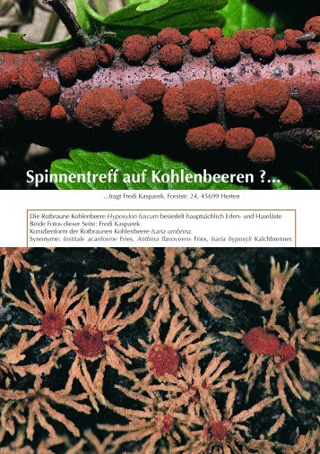 Isaria umbrina - Spinnentreff auf Kohlenbeeren