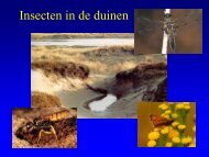 Insekten in de duinen