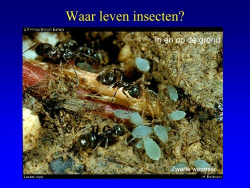 Insekten in de duinen