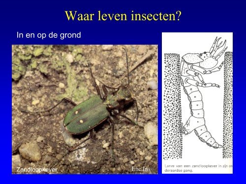 Insekten in de duinen