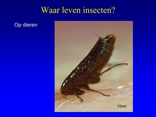 Insekten in de duinen