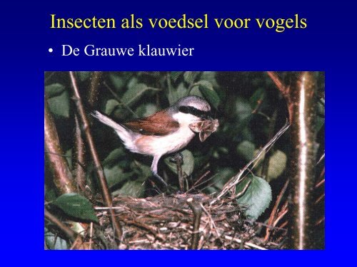 Insekten in de duinen