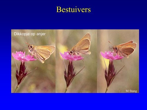 Insekten in de duinen