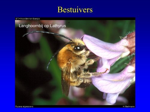 Insekten in de duinen