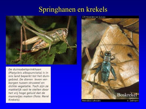 Insekten in de duinen