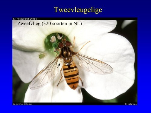 Insekten in de duinen