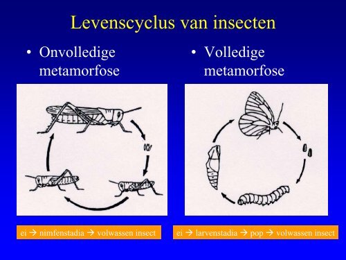 Insekten in de duinen