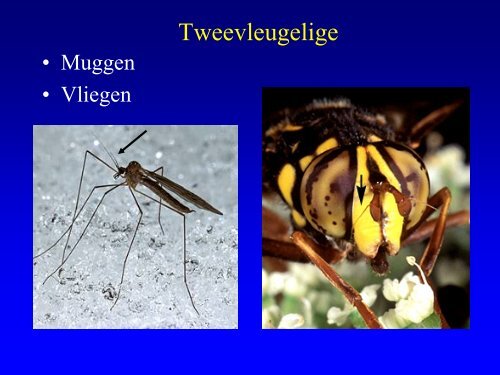 Insekten in de duinen