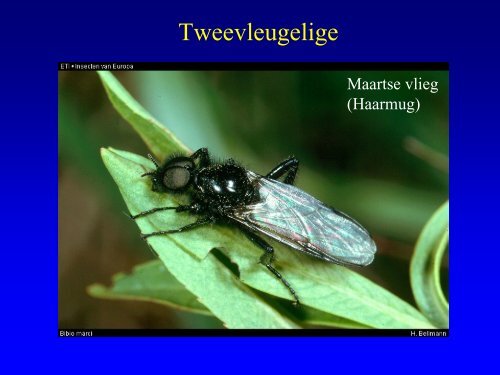 Insekten in de duinen