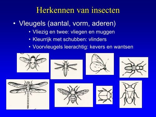 Insekten in de duinen