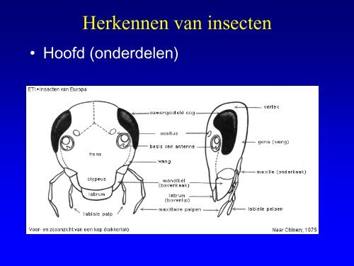 Insekten in de duinen