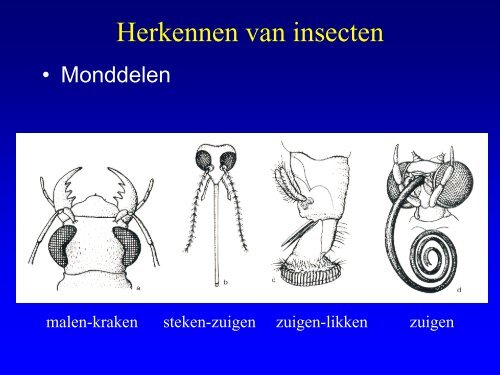 Insekten in de duinen