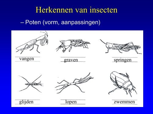 Insekten in de duinen