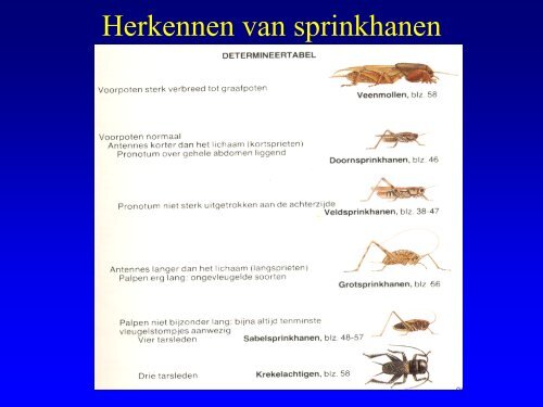 Insekten in de duinen