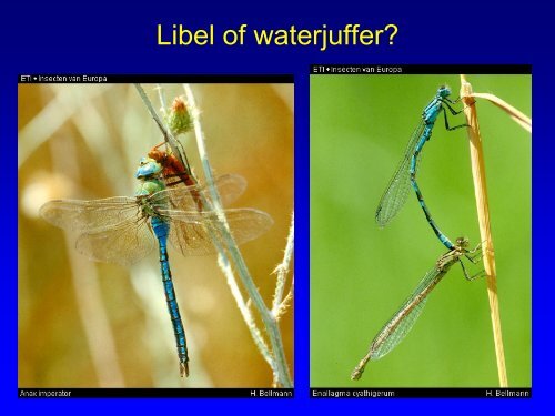 Insekten in de duinen