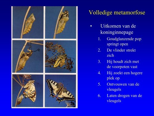 Insekten in de duinen