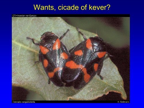 Insekten in de duinen