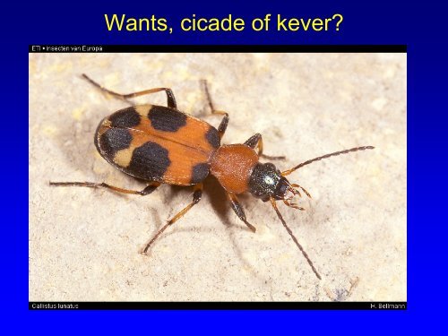 Insekten in de duinen