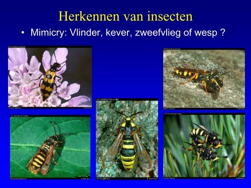 Insekten in de duinen