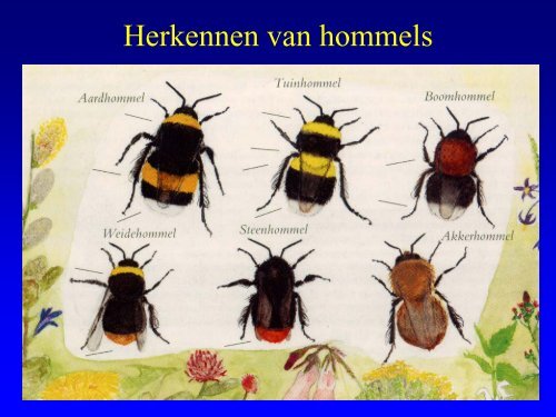 Insekten in de duinen