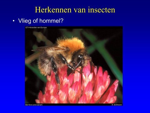 Insekten in de duinen