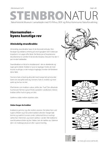 Havnemolen – byens kunstige rev - Naturhistorisk Museum