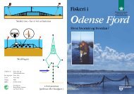 Fiskeri i Odense Fjord - Hvor, hvornår og hvordan?