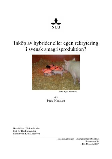 Inköp av hybrider eller egen rekrytering i svensk ... - Svenska Pig