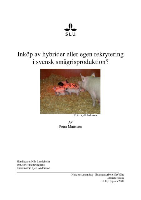 Inköp av hybrider eller egen rekrytering i svensk ... - Svenska Pig