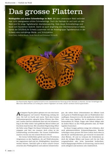 Das grosse Flattern. Waldtagfalter und andere Schmetterlinge im Wald